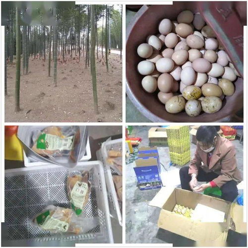 善心接力，助貧困村農(nóng)戶的谷物副產(chǎn)品“飛”出山溝